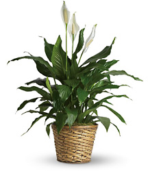 Simply Elegant Spathiphyllum - Medium from Visser's Florist and Greenhouses in Anaheim, CA